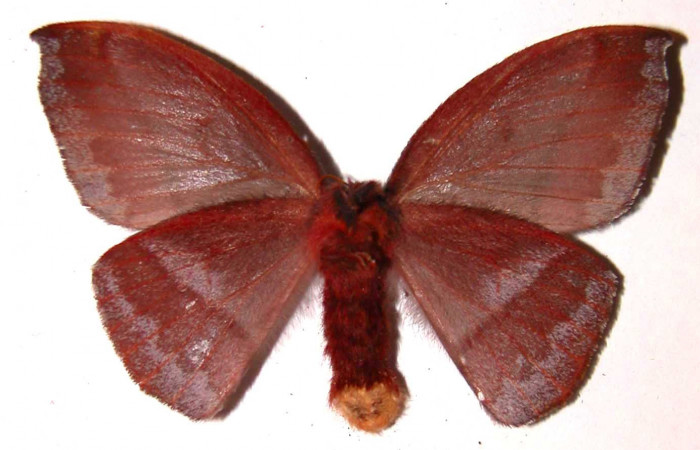 Figura 17. Adulto hembra de <i>Hylesia aeneides</i></i> (Saturniidae). Voucher: 01-SRNP-696-DHJ36409.