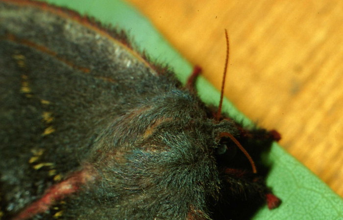 Figura 15. Adulto hembra de <i>Hylesia aeneides</i></i> (Saturniidae). Voucher: 01-SRNP-804-DHJ57467.jpg.