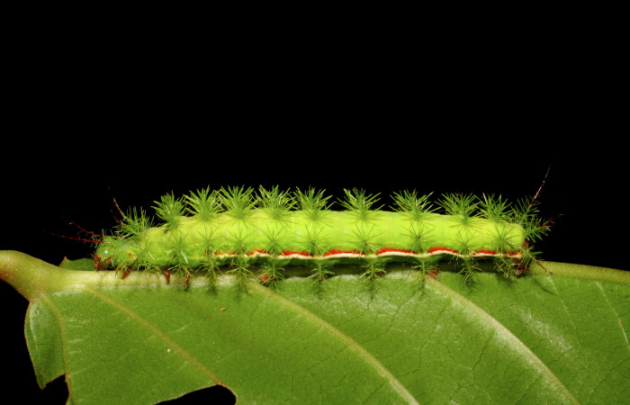 Figura 7. Parte lateral <i>Hylesia aeneides</i></i> (Saturniidae). Último estadio. Voucher: 07-SRNP-1055-DHJ419453.jpg.