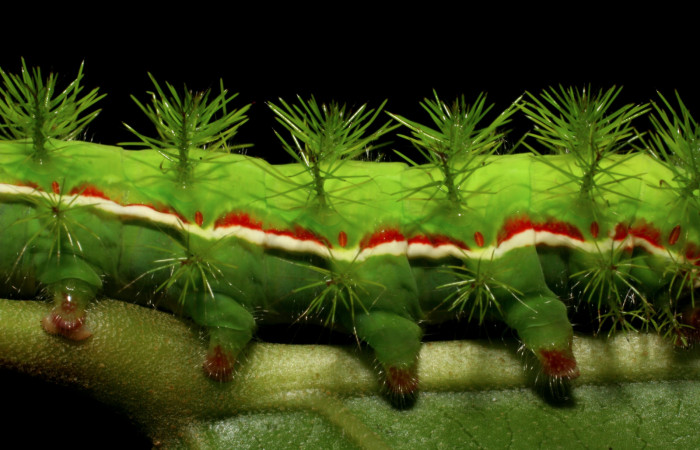 Figura 8. Detalles de líneas laterales <i>Hylesia aeneides</i></i> (Saturniidae). Último estadio. Voucher: 07-SRNP-1055-DHJ419454.jpg.