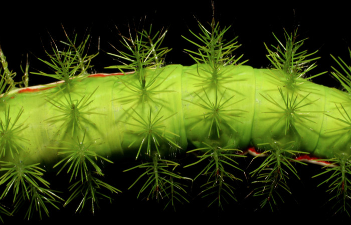 Figura 9. Detalle de proyecciones en forma de espina en <i>Hylesia aeneides</i></i> (Saturniidae). Último estadio. Voucher: 07-SRNP-1055-DHJ419458.jpg.