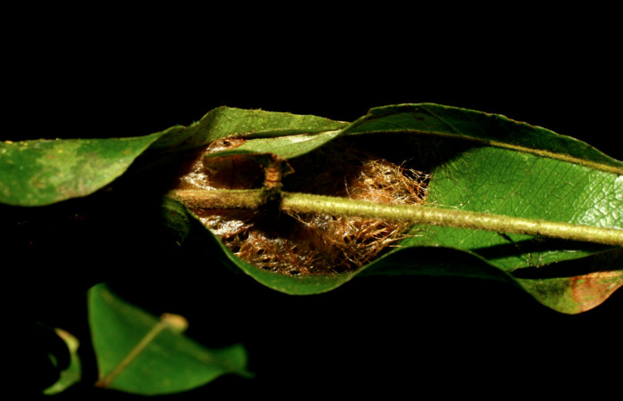 Figura 14. Capullo de <i>Hylesia aeneides</i></i> (Saturniidae) Voucher: 08-SRNP-32325-DHJ446022.jpg.