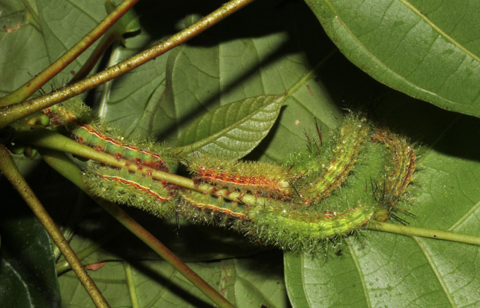 Figura 11. Grupo de larvas <i>Hylesia aeneides</i></i> (Saturniidae). Último estadio. Voucher: 16-SRNP-31700-DHJ735570.jpg.