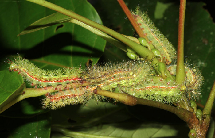 Figura 10. Grupo activo de <i>Hylesia aeneides</i></i> (Saturniidae). Último estadio. Voucher: 16-SRNP-31700-DHJ735575.jpg.