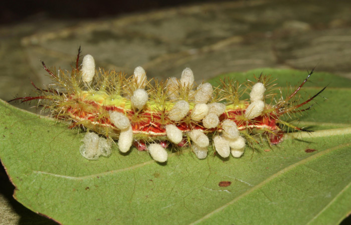 Figura 13. Larva de <i>Hylesisa aeneides</i></i> (Saturniidae), último estadio, con capullos de parásito <i>Cotesia</i></i> Whittield36 (Braconidae). Voucher: 16-SRNP-31740-DHJ735623.jpg.