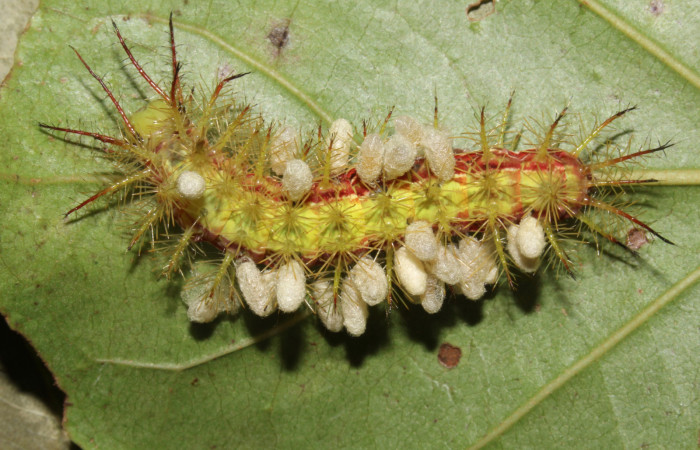 Figura 12. Capullos de parásitos Cotesia Whittield36 (Braconidaea) encima de Hylesia aeneides (Saturniidae). Último estadio. Voucher: 16-SRNP-31740-DHJ735624.jpg.