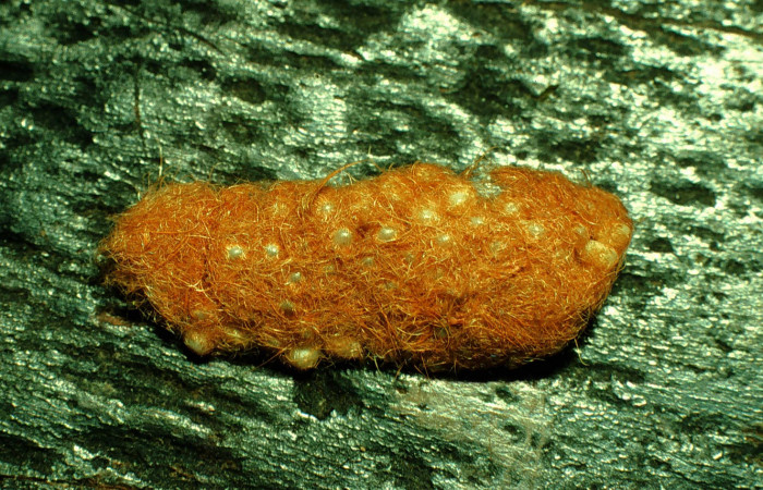 Figura 2. Huevos cubiertos por espinas del abdomen de la mariposa para protegerlos <i>Hylesia aeneides</i></i> (Saturniidae). Voucher: 97-SRNP-2425-DHJ41904.jpg.