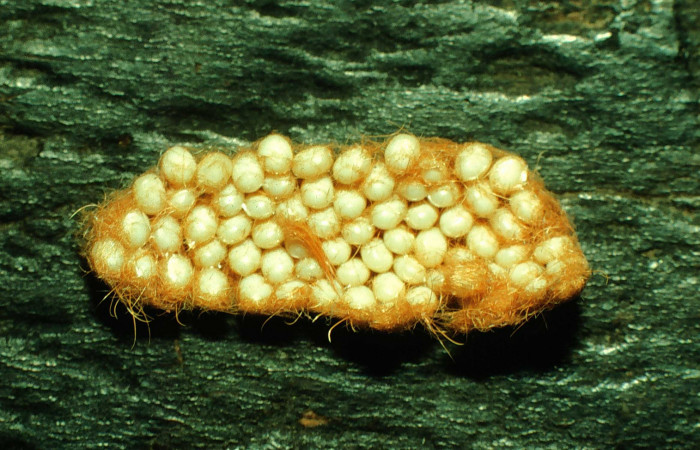 Figura 3. Huevos cubiertos por espinas del abdomen de la mariposa para protegerlos <i>Hylesia aeneides</i></i> (Saturniidae). Voucher: 97-SRNP-2425-DHJ41906.jpg.