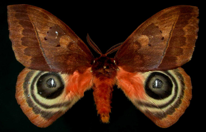 Figura 1. Ejemplo de la familia Saturniidae, de <i>Automeris anikmeisterae</i></i>DHJ01. Voucher: 99-SRNP-17086-DHJ31100.