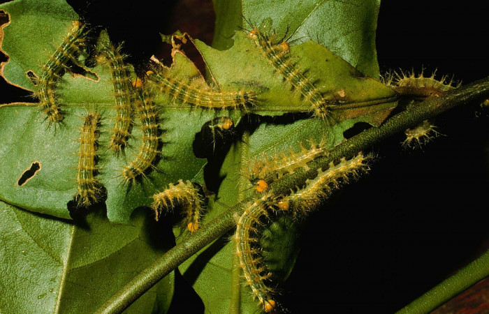 Figura 4. Larvas en tercer estadio de <i>Hylesia aeneides</i></i> (Saturniidae) Voucher: 99-SRNP-4415-DHJ51063.jpg.