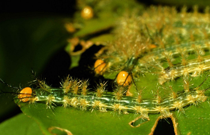 Figura 5. Parte dorsal de larvas en tercer estadio de <i>Hylesia aeneides</i></i> (Saturniidae) Voucher: 99-SRNP-4415-DHJ51069.jpg.