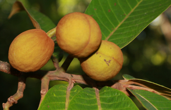 Figura. 10 Frutos <i>Virola koschnyi</i></i>, (Myristicaceae). Area de Conservación Guanacaste, Sector Rincón Rain Forest, Estación Leiva, Selva, (elevación 410 metros), colectada el 6 Mayo 2020. Foto, Jorge Hernández.
