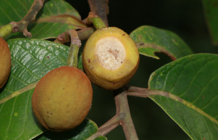 Figura. 11 Frutos <i>Virola koschnyi</i></i>, (Myristicaceae). Area de Conservación Guanacaste, Sector Rincón Rain Forest, Estación Leiva, Selva, (elevación 410 metros), colectada el 6 Mayo 2020. Foto, Jorge Hernández.