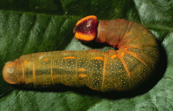 Figura. 12 Larva <i>Dyscophellus phraxanor</i></i> (Hesperiidae), posición dorsal alimentándose en <i>Virola koschnyi</i></i>, (Myristicaceae). (01-SRNP-49-DHJ56875.jpg).
