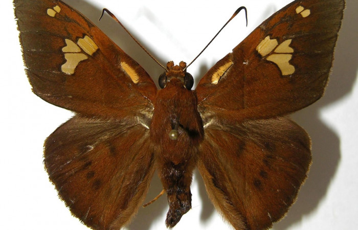 Figura. 13 Adulto <i>Dyscophellus phraxanor</i></i> (Hesperiidae), posición vista dorsal. (04-SRNP-27329-DHJ351888.jpg).
