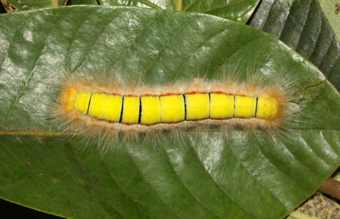 Figura. 14 Larva <i>Euglyphis asapha</i></i> (Lasiocampidae), posición dorsal entero alimentándose en <i>Virola koschnyi</i></i>, (Myristicaceae). (13-SRNP-30680-DHJ700838.jpg).