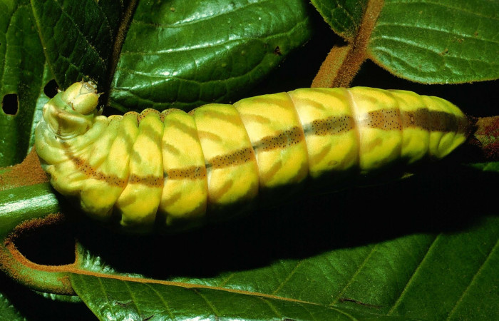 Figura. 16 Larva <i>Rhescyntis hippodamia</i></i> (Saturniidae), posición dorsal entero alimentándose en <i>Virola koschnyi</i></i>, (Myristicaceae). (95-SRNP-664-DHJ22052).