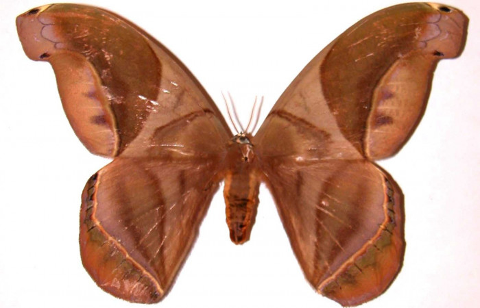 Figura. 17 Adulto <i>Rhescyntis hippodamia</i></i> (Saturniidae), posición vista dorsal. (98-SRNP-7679.03-DHJ36192.jpg).