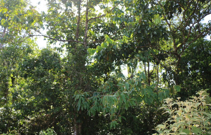 Figura. 1 Habitad <i>Virola koschnyi</i></i>, (Myristicaceae). Area de Conservación Guanacaste, Sector Rincón Rain Forest, Estación Leiva, Selva, (elevación 410 metros), colectada el 6 Mayo 2020. Foto, Jorge Hernández.
