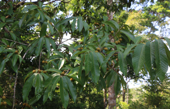 Figura. 2 Hojas <i>Virola koschnyi</i></i>, (Myristicaceae). Area de Conservación Guanacaste, Sector Rincón Rain Forest, Estación Leiva, Selva, (elevación 410 metros), colectada el 6 Mayo 2020. Foto, Jorge Hernández.
