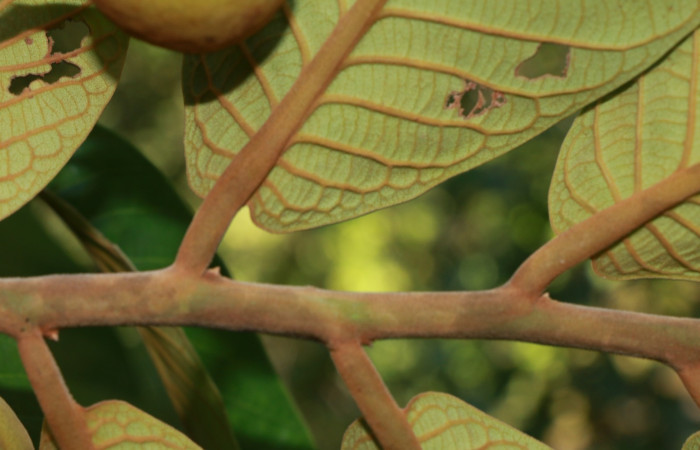 Figura. 3 Hojas <i>Virola koschnyi</i></i>, (Myristicaceae). Area de Conservación Guanacaste, Sector Rincón Rain Forest, Estación Leiva, Selva, (elevación 410 metros), colectada el 6 Mayo 2020. Foto, Jorge Hernández.