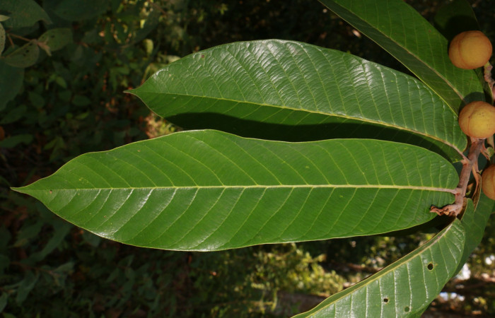 Figura. 4 Haz <i>Virola koschnyi</i></i>, (Myristicaceae). Area de Conservación Guanacaste, Sector Rincón Rain Forest, Estación Leiva, Selva, (elevación 410 metros), colectada el 6 Mayo 2020. Foto, Jorge Hernández.