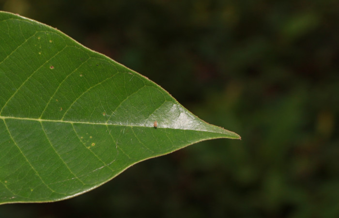 Figura. 5 Apice <i>Virola koschnyi</i></i>, (Myristicaceae). Area de Conservación Guanacaste, Sector Rincón Rain Forest, Estación Leiva, Selva, (elevación 410 metros), colectada el 6 Mayo 2020. Foto, Jorge Hernández.