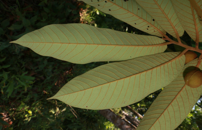 Figura. 6 Envés <i>Virola koschnyi</i></i>, (Myristicaceae). Area de Conservación Guanacaste, Sector Rincón Rain Forest, Estación Leiva, Selva, (elevación 410 metros), colectada el 6 Mayo 2020. Foto, Jorge Hernández.