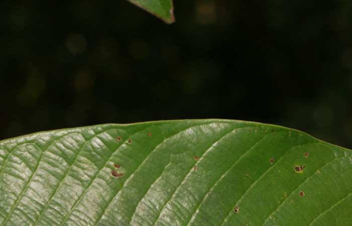 Figura. 7 Margen <i>Virola koschnyi</i></i>, (Myristicaceae). Area de Conservación Guanacaste, Sector Rincón Rain Forest, Estación Leiva, Selva, (elevación 410 metros), colectada el 6 Mayo 2020. Foto, Jorge Hernández.