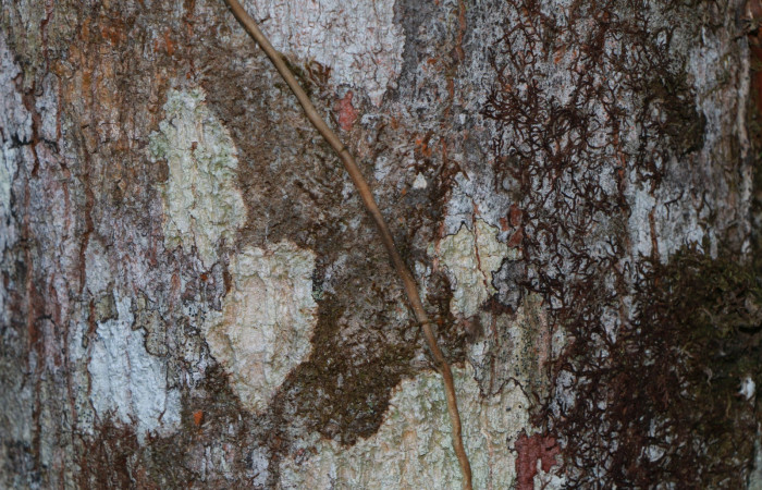 Figura. 8 Corteza <i>Virola koschnyi</i></i>, (Myristicaceae). Area de Conservación Guanacaste, Sector Rincón Rain Forest, Estación Leiva, Selva, (elevación 410 metros), colectada el 6 Mayo 2020. Foto, Jorge Hernández.