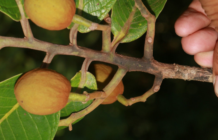 Figura. 9 Frutos <i>Virola koschnyi</i></i>, (Myristicaceae). Area de Conservación Guanacaste, Sector Rincón Rain Forest, Estación Leiva, Selva, (elevación 410 metros), colectada el 6 Mayo 2020. Foto, Jorge Hernández.