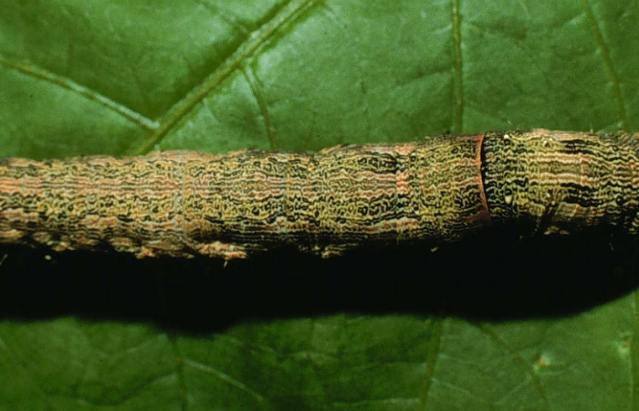  Larva en posición dorsal de <i>Mimophisma delunaris</i></i> (Erebidae), U estadio. Sector Santa Rosa, Bosque Húmedo. Voucher 95-SRNP-7195-DHJ24484.jpg.