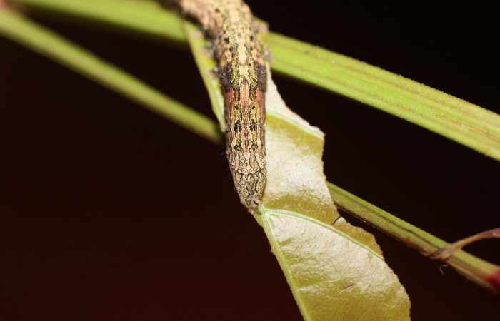  Cola en posición dorsal de <i>Mimophisma delunaris</i></i> (Erebidae), U estadio. Sector San Cristóbal,  Sendero Huerta. Voucher 14-SRNP-3110-DHJ487521.jpg.