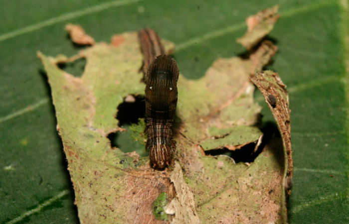  Cabeza en posición frontal de <i>Mimophisma delunaris</i></i> (Erebidae), PPU estadio.  Estación Biológica Quica,  Sendero Manguera. Voucher 14-SRNP-70546-DHJ722259.jpg.