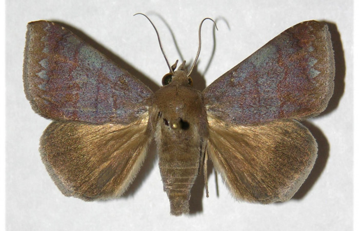  Adulto en posición dorsal de <i>Mimophisma delunaris</i></i> (Erebidae).  Sector Pitilla, Pasmompa. Voucher 05-SRNP-32519-DHJ317798.