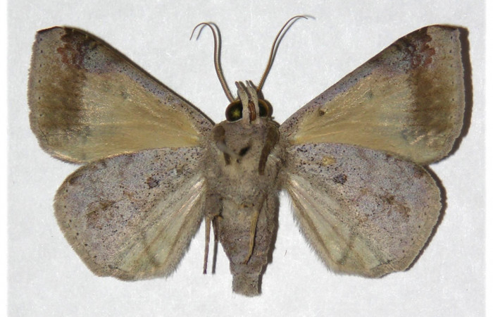  Adulto en posición ventral de <i>Mimophisma delunaris</i></i> (Erebidae).  Sector Pitilla, Pasmompa. Voucher 05-SRNP-32519-DHJ317799.