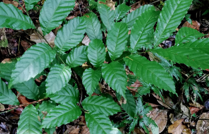  Planta juvenil de <i>Cupania glabra</i></i> (sapindaceae), planta hospedera de <i>Mimophisma delunaris</i></i> (Erebidae). Sector San Cristóbal, Estación Biológica San Gerardo. Foto, Elda Araya, 7 Mayo 2020.
