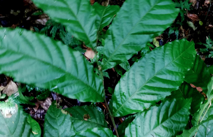  Hojas de <i>Cupania glabra</i></i> (sapindaceae), planta hospedera de <i>Mimophisma delunaris</i></i> (Erebidae). Sector San Cristóbal, Estación Biológica San Gerardo. Foto, Elda Araya, 7 Mayo 2020.
