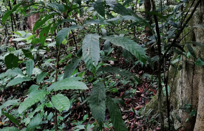  Planta juvenil de <i>Cupania glabra</i></i> (sapindaceae), planta hospedera de <i>Mimophisma delunaris</i></i> (Erebidae). Sector San Cristóbal, Estación Biológica San Gerardo. Foto, Elda Araya, 7 Mayo 2020.
