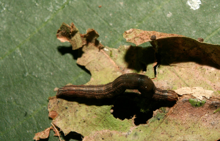  Larva en posición dorsal de <i>Mimophisma delunaris</i></i> (Erebidae), PPU estadio. Sector Pitilla, Estación Biológica Quica,  Sendero Manguera. Voucher 14-SRNP-70546-DHJ722256.jpg.