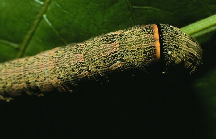  Larva en posición dorsal del torax de <i>Mimophisma delunaris</i></i> (Erebidae), PPU estadio. Sector Santa Rosa, Bosque Humedo.  Voucher 95-SRNP-7195-DHJ24492.jpg.