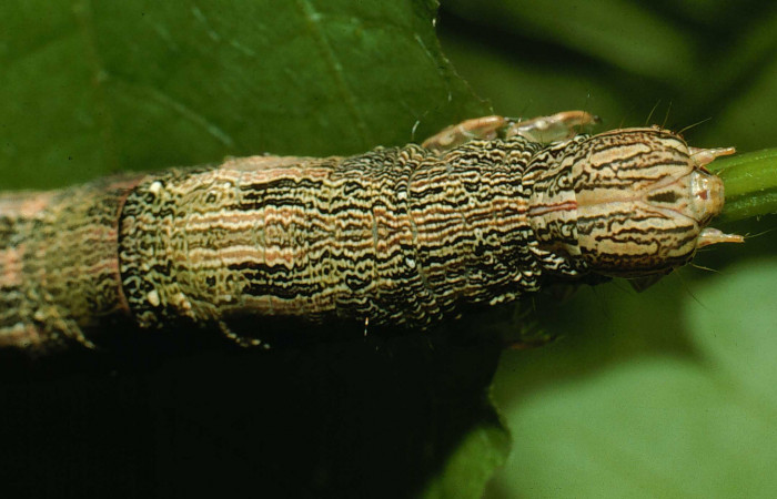  Larva en posición dorsal del torax de <i>Mimophisma delunaris</i></i> (Erebidae), PPU estadio. Sector Santa Rosa, Bosque Humedo.  Voucher 95-SRNP-7195-DHJ24490.jpg.