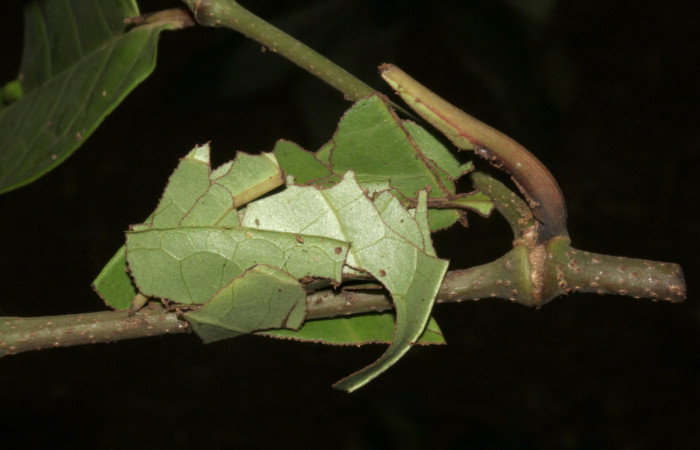  Prepupa de <i>Gonodonta pulverea</i></i> (Erebidae). Sector Pitilla, Pasmompa.  Voucher 18-SRNP-31685-DHJ746980.jpg.
