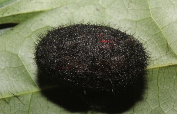  Prepupa de <i>Pachydota saduca</i></i> (Erebidae). Sector Pitilla, Pasmompa.  Voucher 14-SRNP-70668-DHJ722737.jpg.