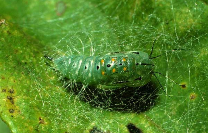  Pupa de <i>Caviria</i></i> reginaDHJ02 (Erebidae). Sector Pitilla, Pasmompa.  Voucher 01-SRNP-5480-DHJ62895.jpg.
