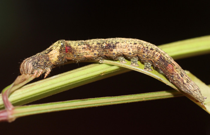  Larva en posición lateral de <i>Mimophisma delunaris</i></i> (Erebidae), U estadio. Sector San Cristóbal,  Sendero Huerta. Voucher 14-SRNP-3110-DHJ487520.jpg.