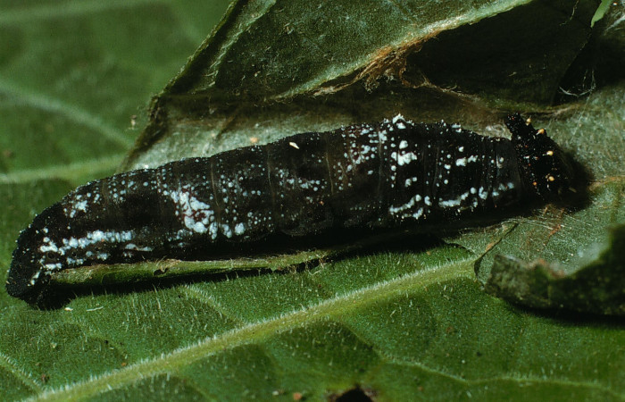 Figura 5. Larva </i>Consul cecrops</i> (Nymphalidae), penúltimo estadío (PU) vista lateral, localidad Sendero Corredor Sector San Cristóbal ACG (620m). Voucher: 03-SRNP-5688-DHJ73848.jpg.