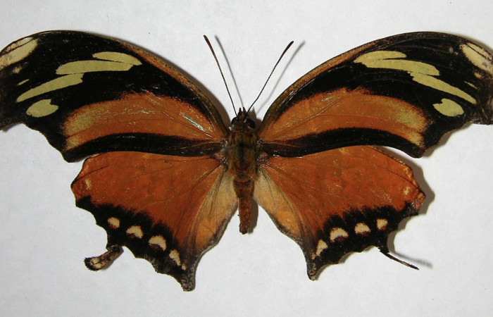 Figura 11. Adulto de <i>Consul cecrops</i></i> (Nymphalidae), macho vista dorsal, localidad Quebrada Lajosa Sector Del Oro ACG (400m). Voucher: 07-SRNP-23805-DHJ383646.jpg.