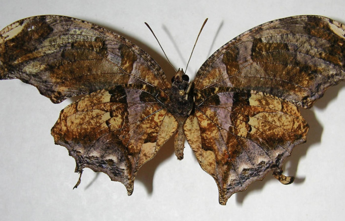 Figura 12. Adulto de <i>Consul cecrops</i></i> (Nymphalidae), macho vista ventral, localidad Quebrada Lajosa Sector Del Oro ACG (400m). Voucher: 07-SRNP-23805-DHJ383647.jpg.