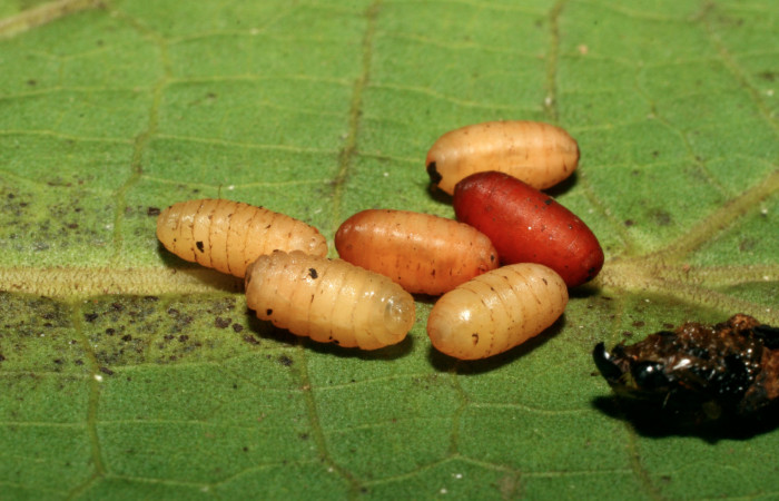 Figura 15. Puparios de parásitos <i>Winthemia</i></i> Wood02a (Tachinidae) que ataca <i>Consul cecrops</i></i> (Nymphalidae), localidad Amonias Sector Pitilla ACG (390m). Voucher: 08-SRNP-31825-DHJ445483.jpg.